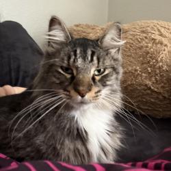 Found/Stray Female Cat last seen Hibiscus & Babcock, Melbourne, FL 32935