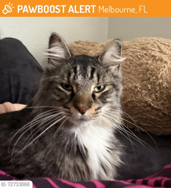 Found/Stray Female Cat last seen Hibiscus & Babcock, Melbourne, FL 32935