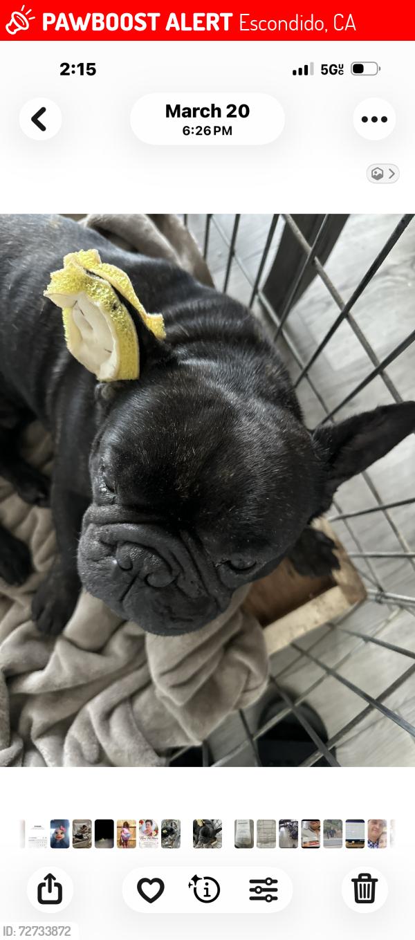 Lost Male Dog last seen Washington , Escondido, CA 92025