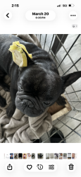 Lost Male Dog last seen Washington , Escondido, CA 92025