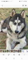 Lost Male Dog last seen Antwerp/106 th Street, Los Angeles, CA 90002