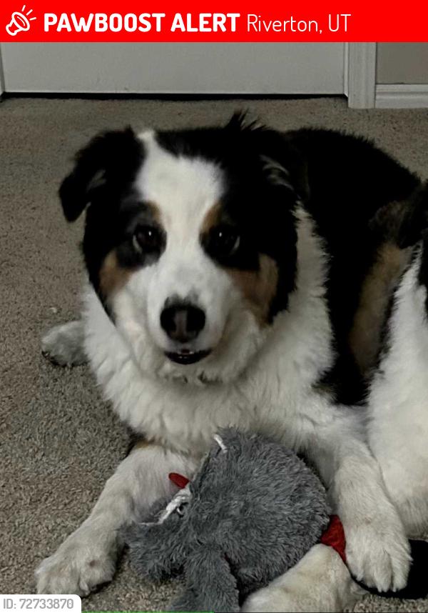 Lost Male Dog last seen Southland Elementary School, Riverton, UT, Riverton, UT 84065