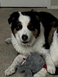 Lost Male Dog last seen Southland Elementary School, Riverton, UT, Riverton, UT 84065