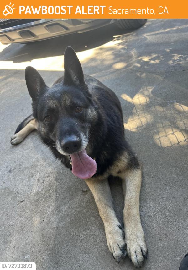 Found/Stray Female Dog last seen grant union highschool, Sacramento, CA 95838