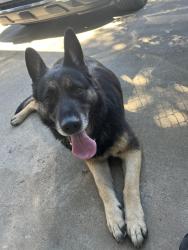 Found/Stray Female Dog last seen grant union highschool, Sacramento, CA 95838