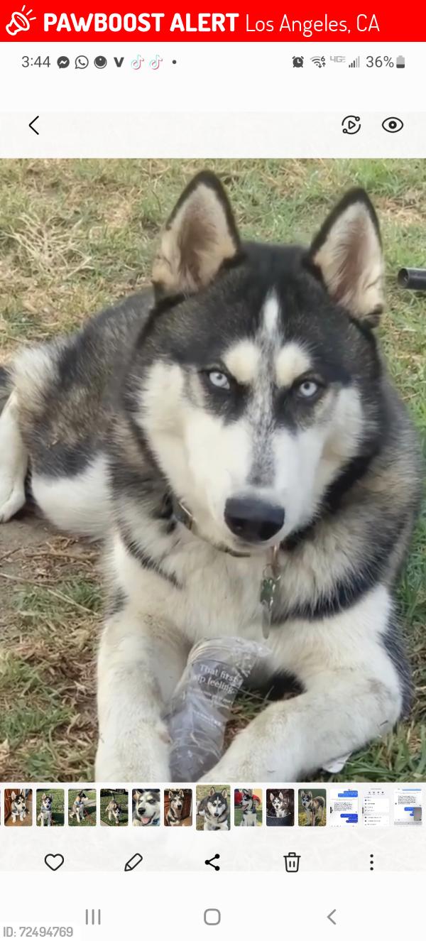 Lost Male Dog last seen Antwerp/106 th Street, Los Angeles, CA 90002