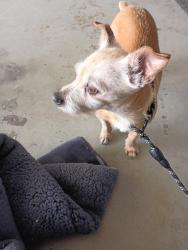 Found/Stray Male Dog last seen Redhawk golf course. , Temecula, CA 92592