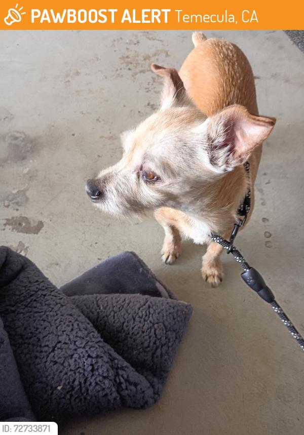 Found/Stray Male Dog last seen Redhawk golf course. , Temecula, CA 92592