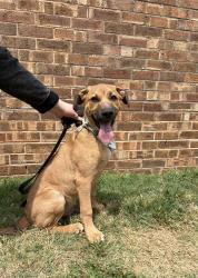 Found/Stray Male Dog last seen sey drive animal clinic , Tyler, TX 75702