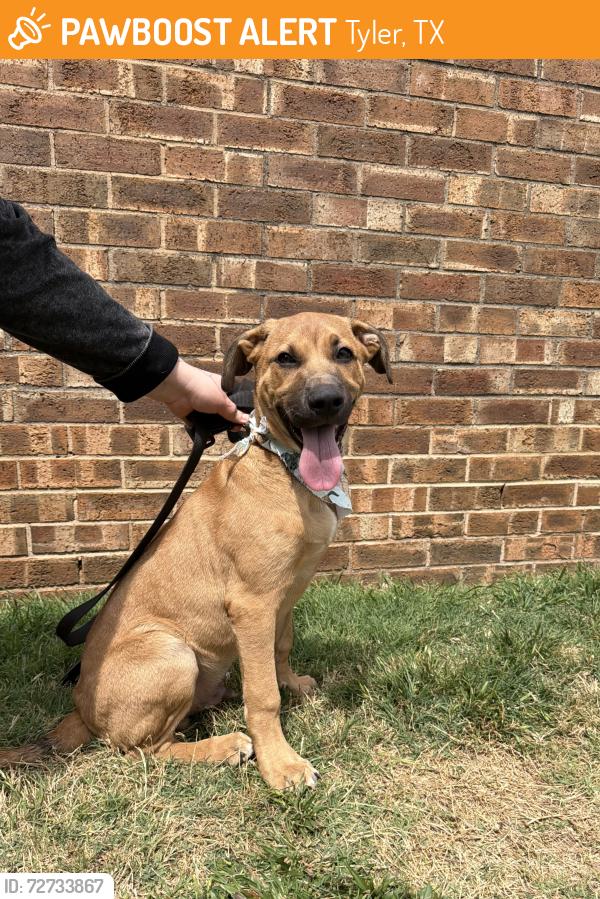 Found/Stray Male Dog last seen sey drive animal clinic , Tyler, TX 75702