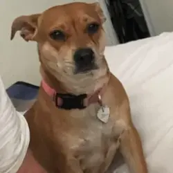 Lost Female Dog last seen Reems Road, Waddell Road, Surprise, AZ 85379