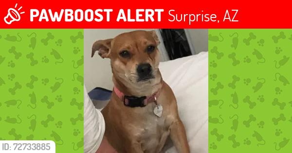Lost Female Dog last seen Reems Road, Waddell Road, Surprise, AZ 85379