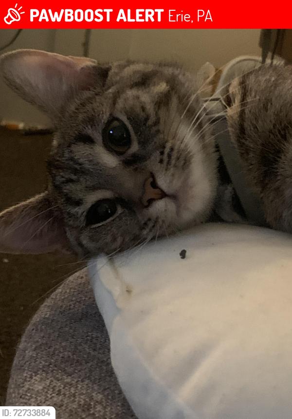 Lost Female Cat last seen East 7th street, Erie, PA 16501