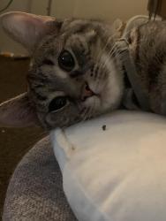 Lost Female Cat last seen East 7th street, Erie, PA 16501
