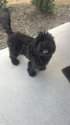Found/Stray Male Dog last seen Near housing area near Old Baucom Rd, Wake County, NC 27610