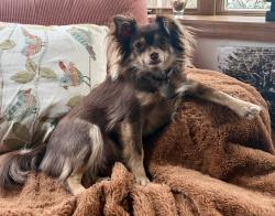 Lost Female Dog last seen North Colonie Soccer Complex on Boght Rd., Cohoes, NY 12047