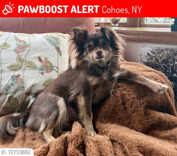 Lost Female Dog last seen North Colonie Soccer Complex on Boght Rd., Cohoes, NY 12047