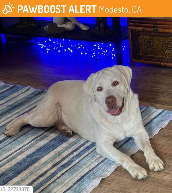 Found/Stray Male Dog last seen Mchenry/Roseburg, Modesto, CA 95350