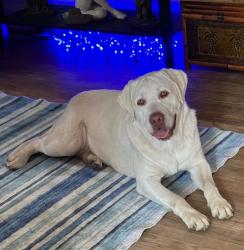 Found/Stray Male Dog last seen Mchenry/Roseburg, Modesto, CA 95350