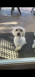 Lost Female Dog last seen Limonite and Clay, Riverside, CA 92509