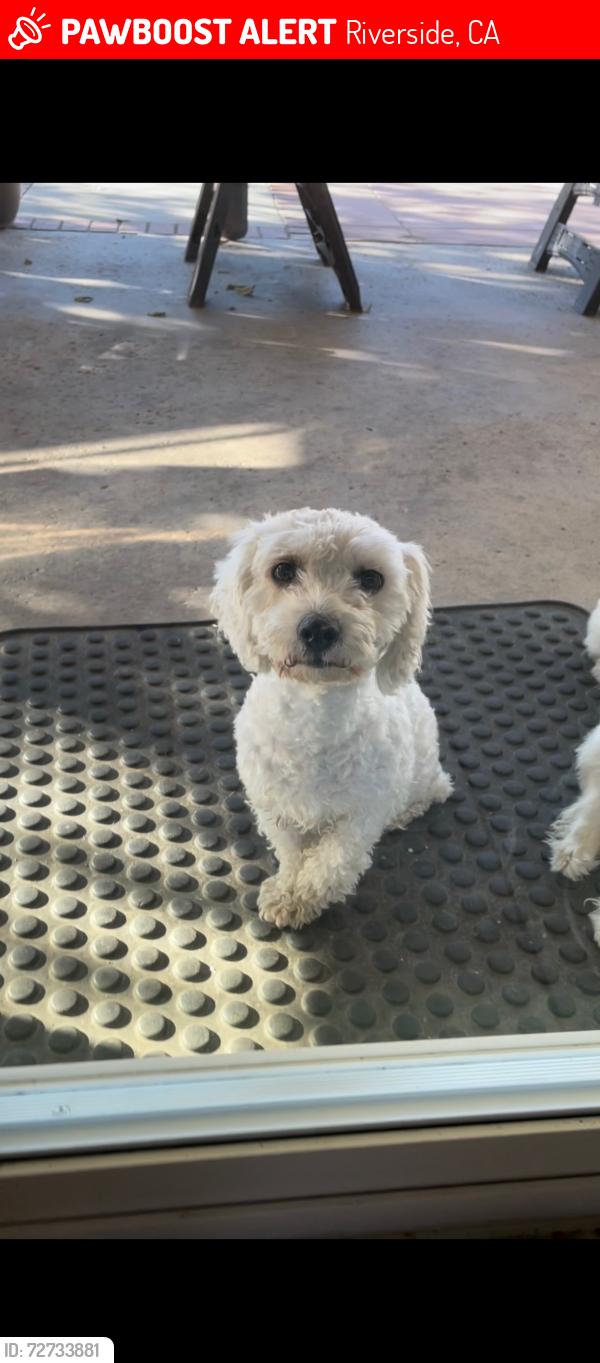 Lost Female Dog last seen Limonite and Clay, Riverside, CA 92509