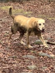 Found/Stray Male Dog last seen Veteran's Park Bridgeport CT close to SHU Discovery Science Center, Bridgeport, CT 06606