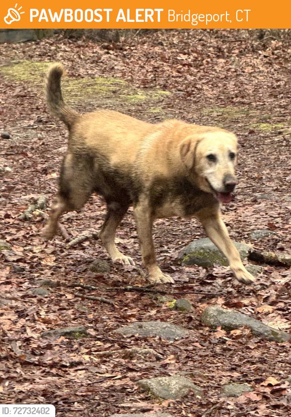 Found/Stray Male Dog last seen Veteran's Park Bridgeport CT close to SHU Discovery Science Center, Bridgeport, CT 06606