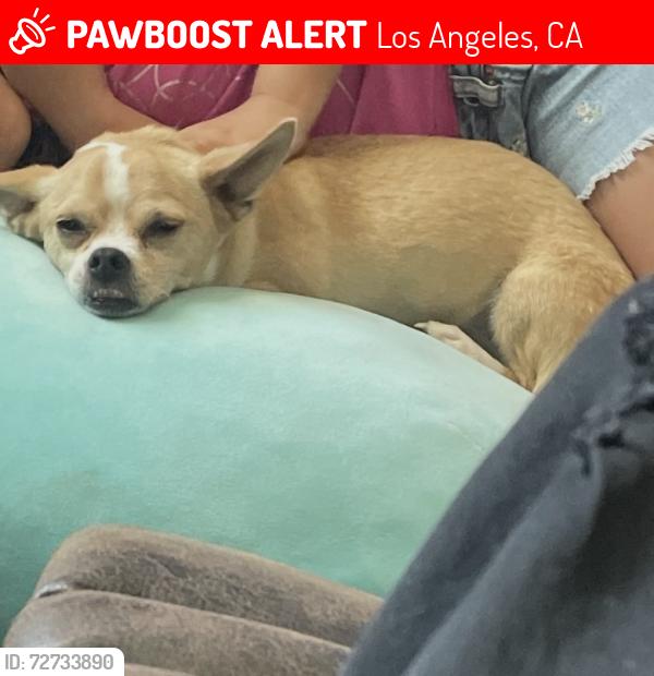 Lost Female Dog last seen Not sure , Los Angeles, CA 90012