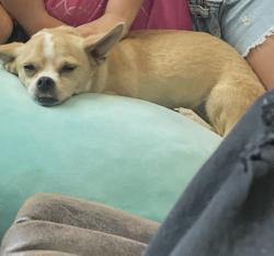 Lost Female Dog last seen Not sure , Los Angeles, CA 90012