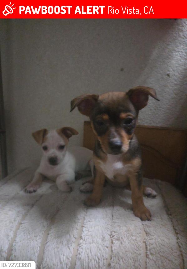 Lost Female Dog last seen Homecoming , Rio Vista, CA 94571