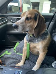 Lost Male Dog last seen Dry Creek Road, Goodlettsville TN, Goodlettsville, TN 37072