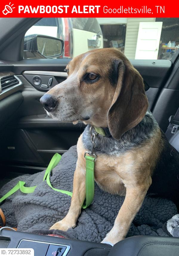 Lost Male Dog last seen Dry Creek Road, Goodlettsville TN, Goodlettsville, TN 37072