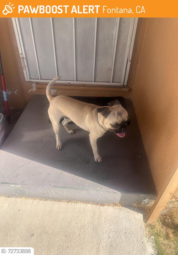 Found/Stray Male Dog last seen Maple Ave , Fontana, CA 92335