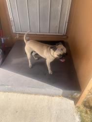 Found/Stray Male Dog last seen Maple Ave , Fontana, CA 92335
