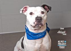 Shelter Stray Male Dog last seen Near Kensington Ave, 64127, MO, Kansas City, MO 64132