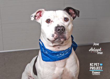 Shelter Stray Male Dog last seen Near Kensington Ave, 64127, MO, Kansas City, MO 64132