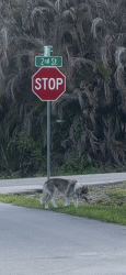 Found/Stray Female Dog last seen Between 2nd St & 4th St , Vero Beach, FL 32962