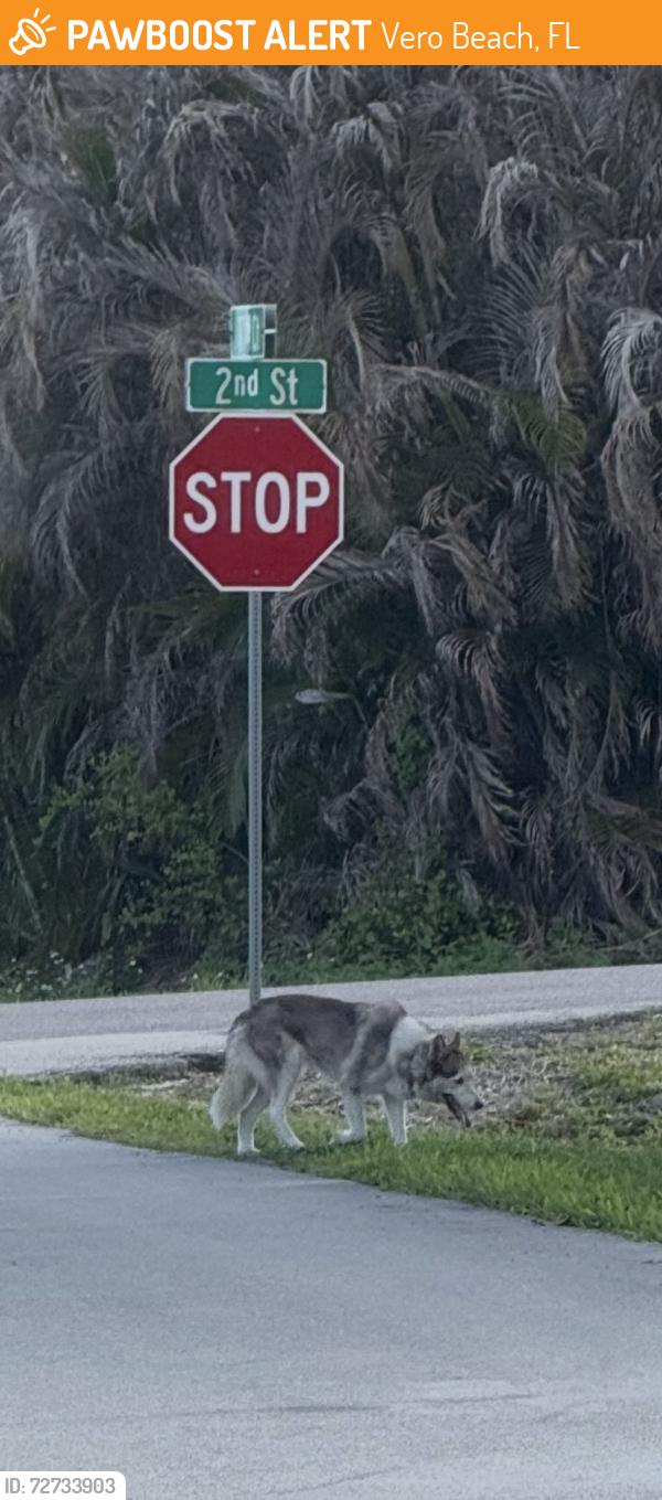 Found/Stray Female Dog last seen Between 2nd St & 4th St , Vero Beach, FL 32962