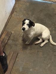 Found/Stray Male Dog last seen Deer run, Randolph County, NC 27230