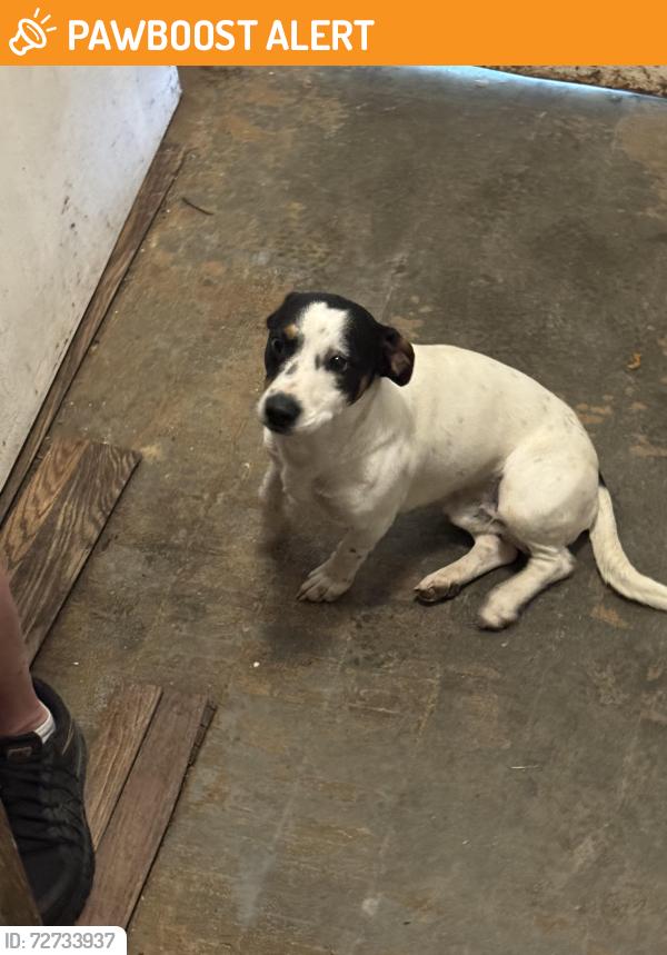 Found/Stray Male Dog last seen Deer run, Randolph County, NC 27230