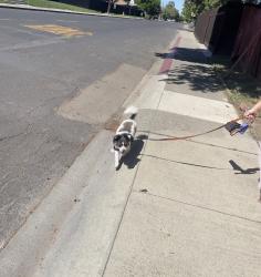 Found/Stray Male Dog last seen Churchill, Stockton, CA 95209