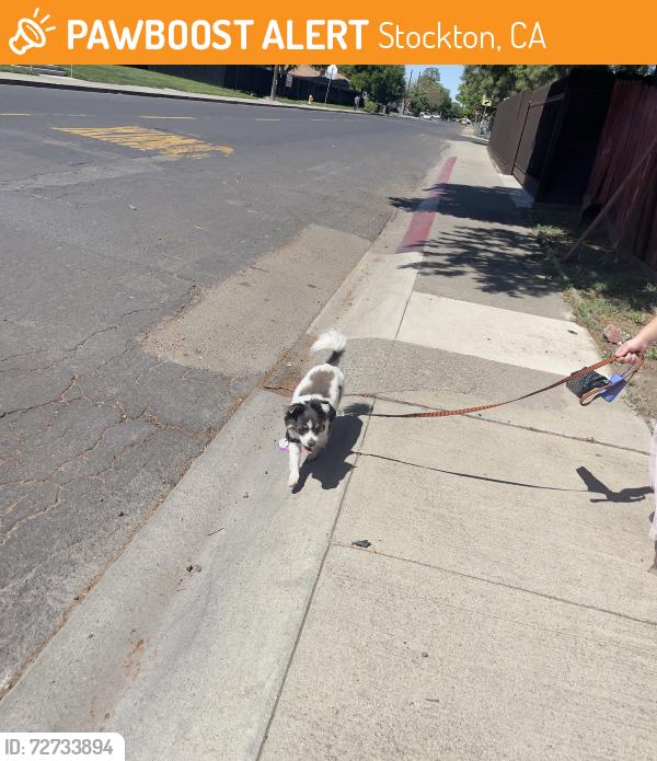 Found/Stray Male Dog last seen Churchill, Stockton, CA 95209