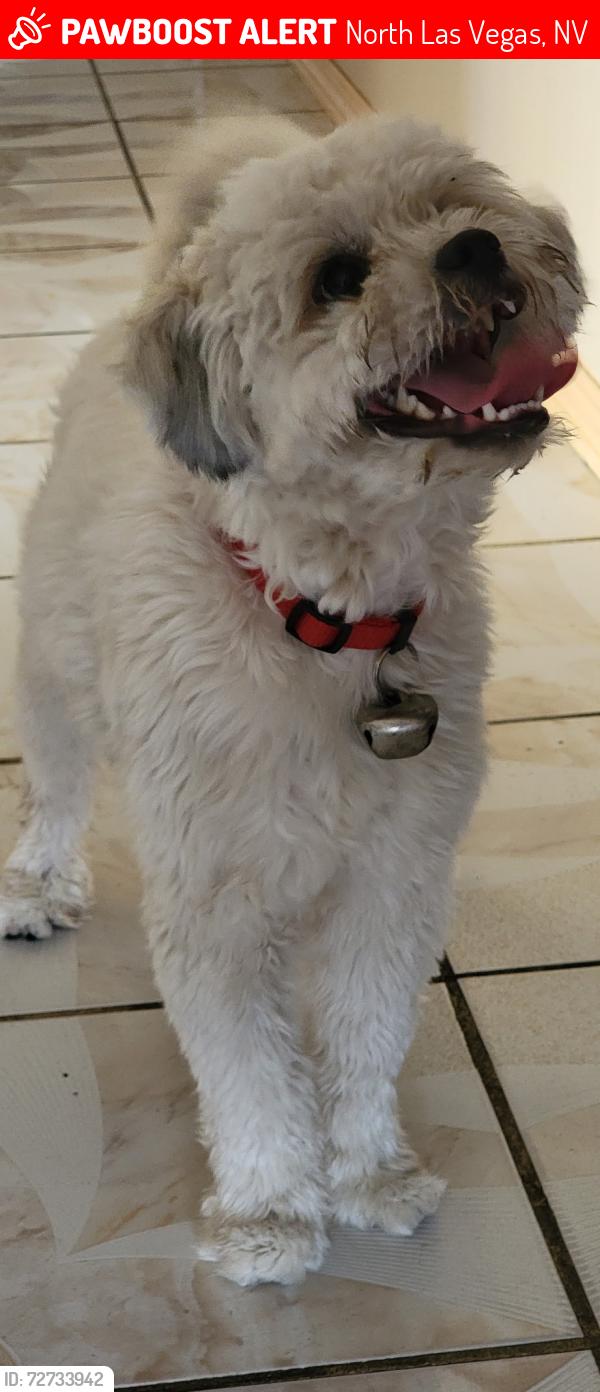 Lost Male Dog last seen Lakemead and statz, North Las Vegas, NV 89030