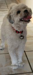 Lost Male Dog last seen Lakemead and statz, North Las Vegas, NV 89030