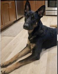 Lost Male Dog last seen Bogert Trail, Palm Springs, CA 92264