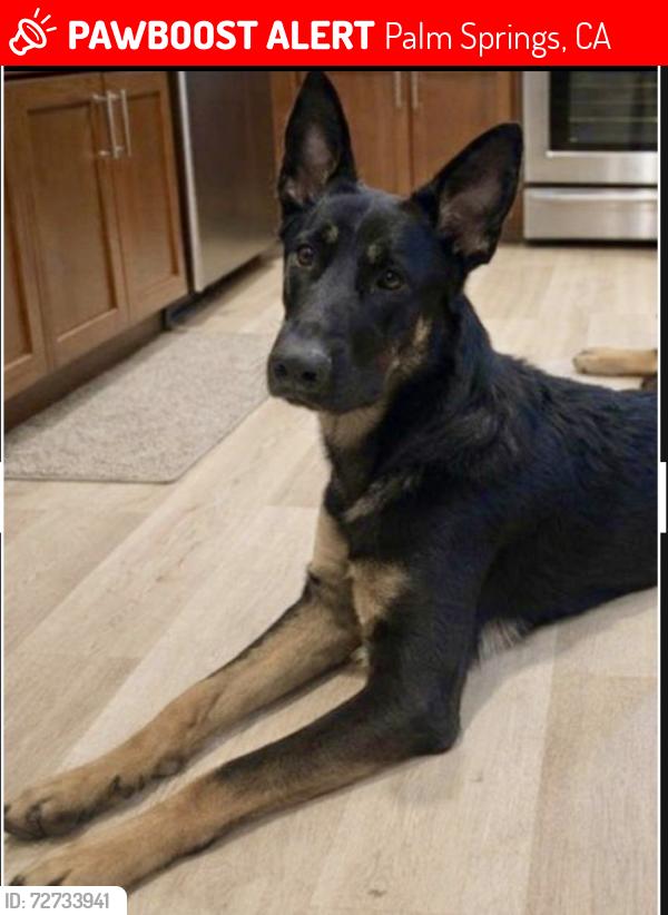 Lost Male Dog last seen Bogert Trail, Palm Springs, CA 92264