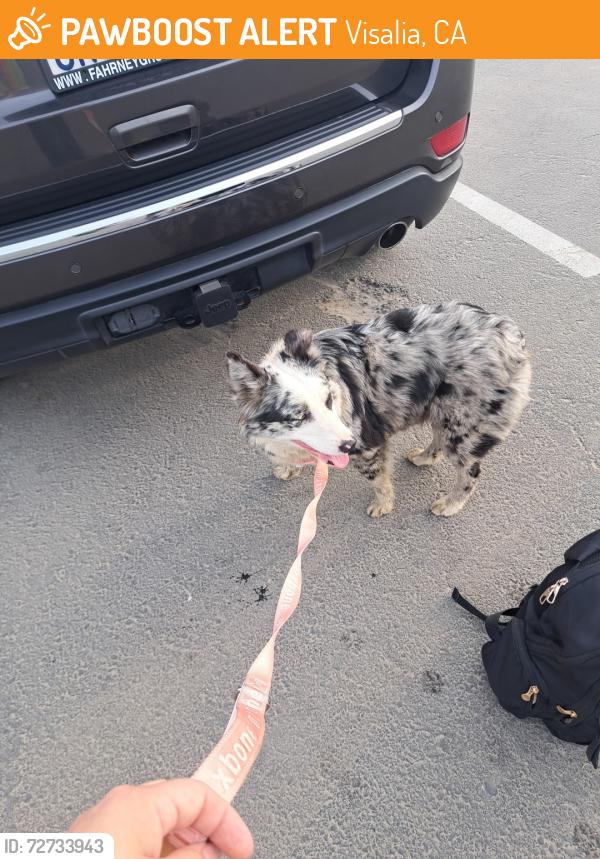 Found/Stray Female Dog last seen Hwy 99 & Betty Dr , Visalia, CA 93291