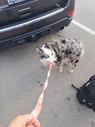Found/Stray Female Dog last seen Hwy 99 & Betty Dr , Visalia, CA 93291