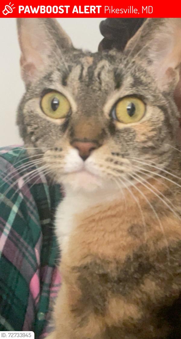 Lost Female Cat last seen Princely way, Pikesville, MD 21208