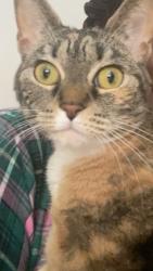 Lost Female Cat last seen Princely way, Pikesville, MD 21208